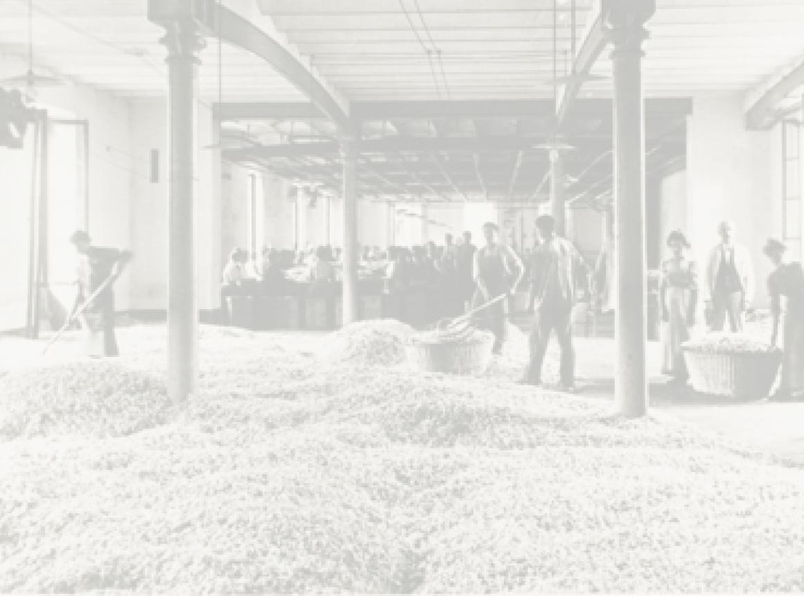 lavendelproduktion