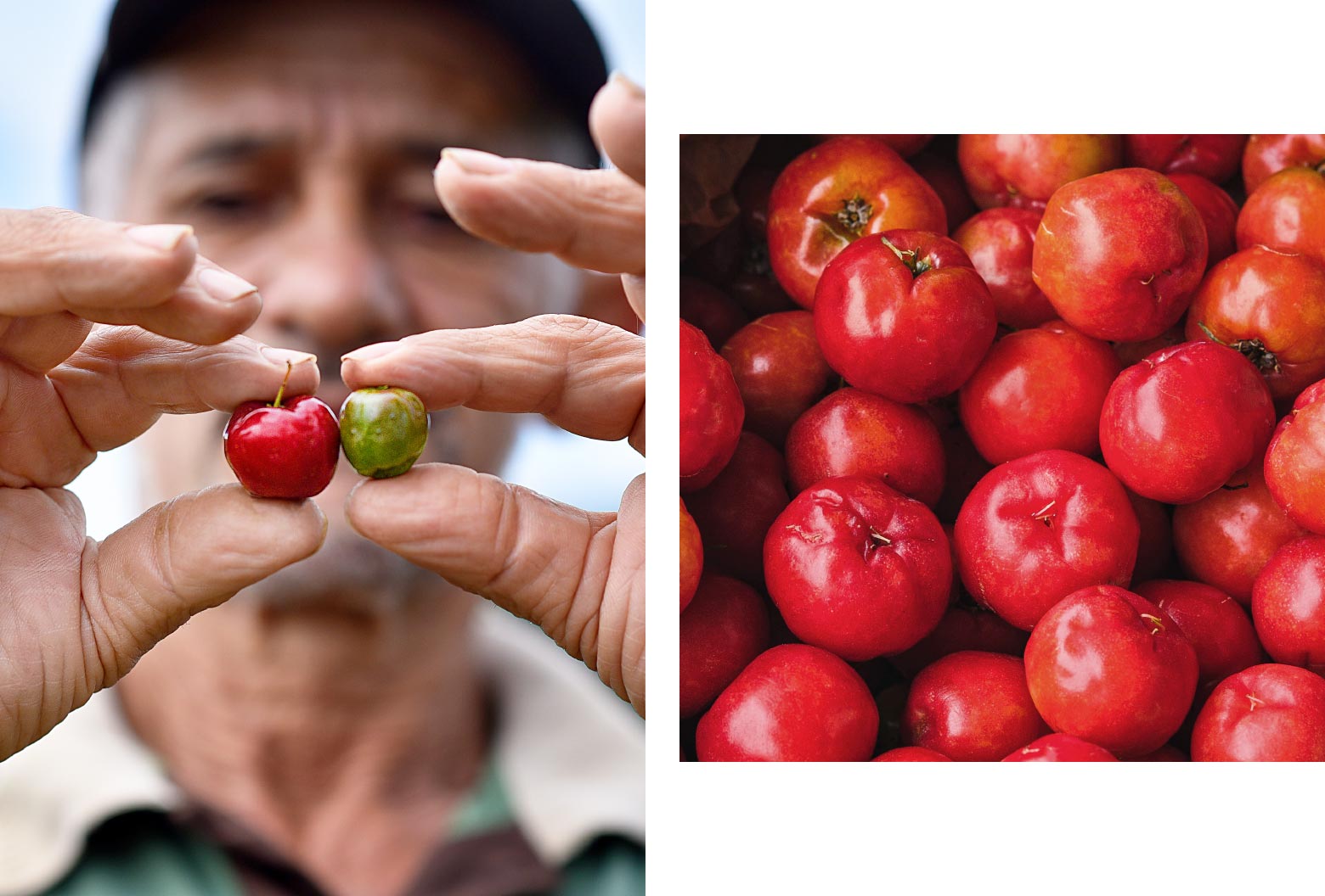 Bauer-Acerola.