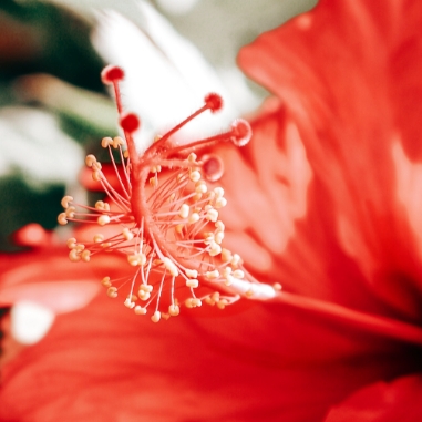 tiefrote_schoenheit